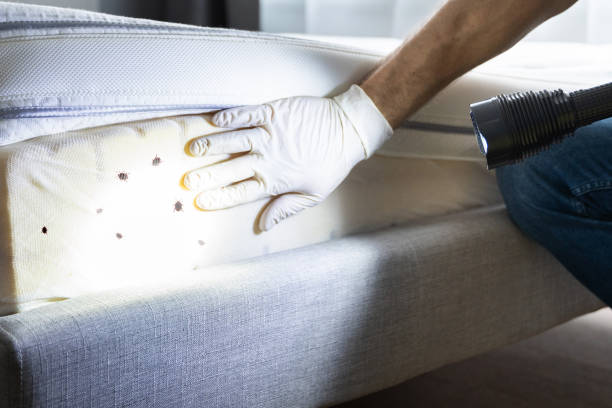 Best Rat Extermination Near Me  in Matteson, IL