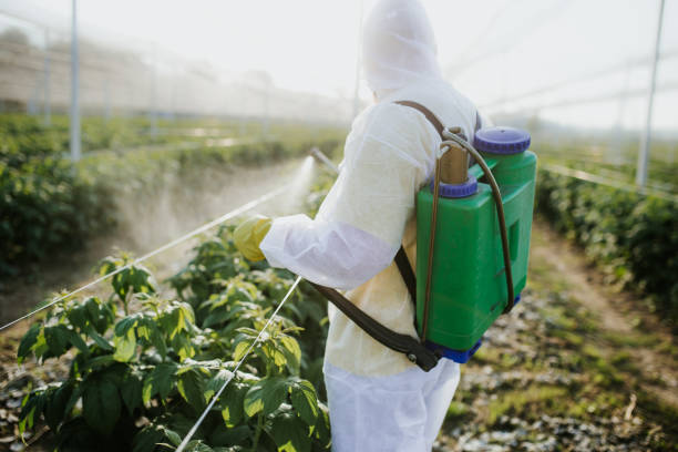 Best Emergency Pest Control  in Matteson, IL